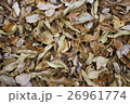 落ち葉 26961774