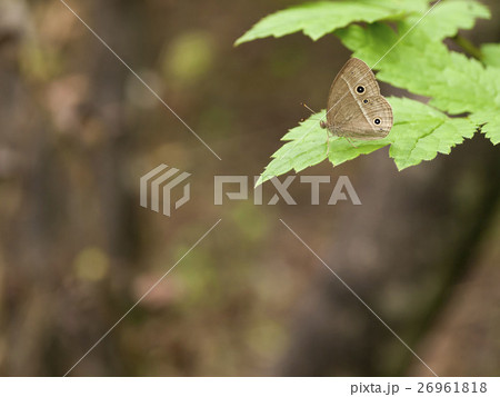 ヒメジャノメ 26961818