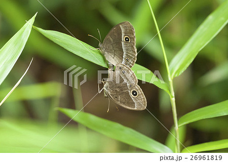 コジャノメ コジャノメ 26961819