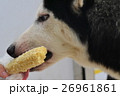 とうもろこしを食べるハスキー犬 26961861