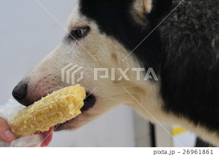 とうもろこしを食べるハスキー犬 とうもろこしを食べるハスキー犬 26961861