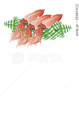 ホタルイカ ホタルイカ 26962012