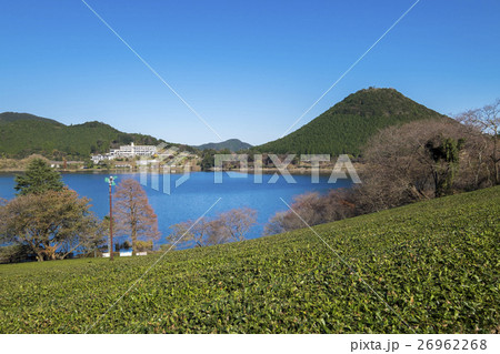 藺牟田池の茶畑　鹿児島県の火山湖 26962268