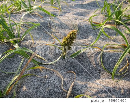 海浜植物・コウボウムギ 26962492