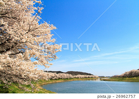桜並木　一目千本桜 26962757