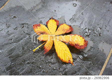 Yellow leaf on slate 26962906