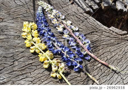 ルピナス 26962938