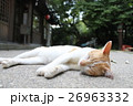 睡眠中の猫(京都) 26963332