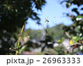 夏の蜘蛛の巣 26963333