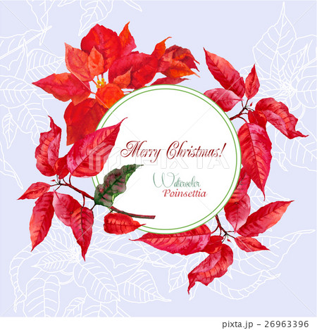 Background with bouquet of poinsettia Background with bouquet of poinsettia 26963396