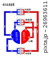 人体の血液循環・心臓の働き 26963611