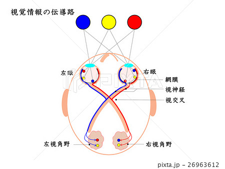 視覚情報の伝導路 26963612