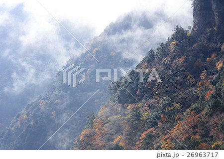雨上がりの天川村みたらい渓谷紅葉 26963717