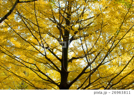 銀杏 銀杏 26963811