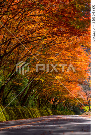 耶馬渓町　ヒサシモミジ 26964830