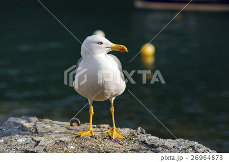 Seagull in a Port Seagull in a Port 26964873