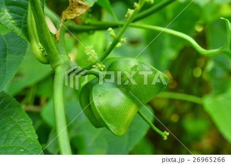 Plukenetia volubilis, sacha inchi, sacha peanut 26965266