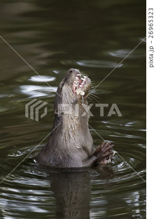 Image of an otters feeding on the water. 26965323