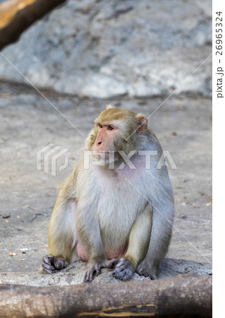 Image of monkey sitting on nature background. 26965324