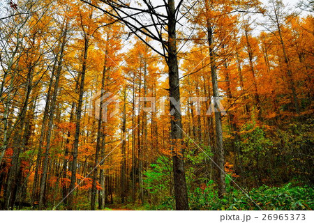カラマツの紅葉 26965373