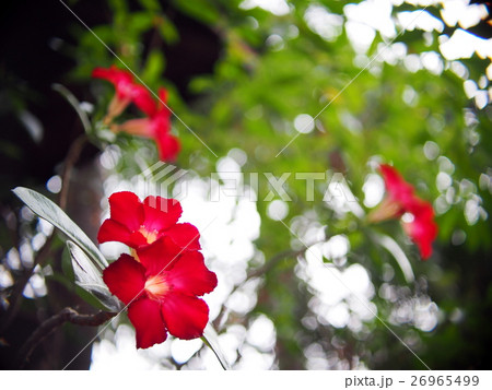 Desert Rose Impala Lily Mock Azalea beauty flowers 26965499