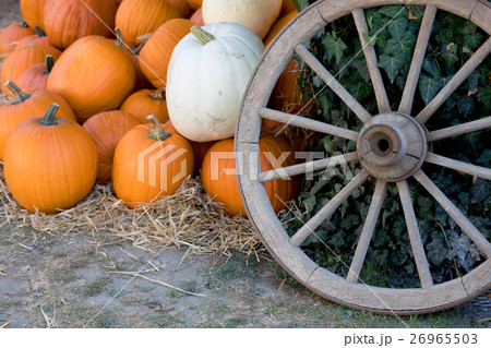 Ripe autumn pumpkins on the farm 26965503