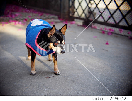 cute black fat lovely miniature pinscher dog 26965529