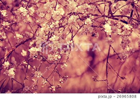 Red vintage blossoming orchard Red vintage blossoming orchard 26965808