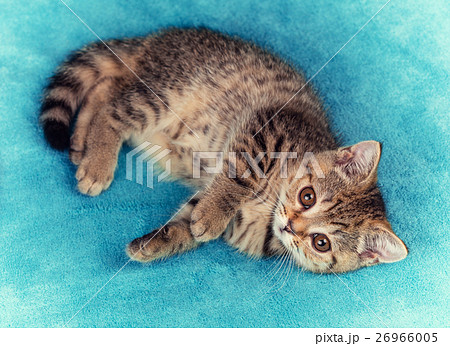 Cute little kitten lying the soft fir blue blanket 26966005