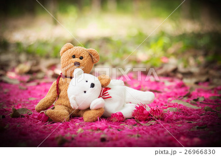 lovely teddy brown and white lovely teddy brown and white 26966830