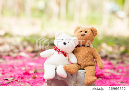 lovely teddy brown and white 26966832