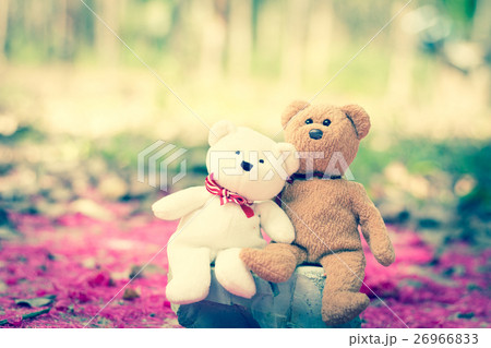 lovely teddy brown and white 26966833