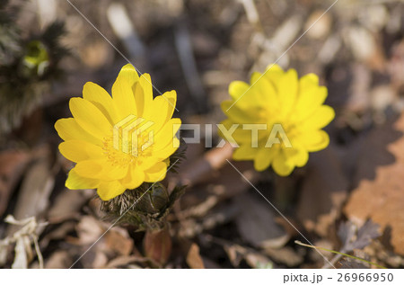 福寿草 26966950