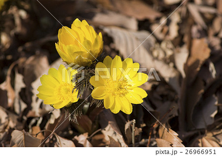 福寿草 26966951
