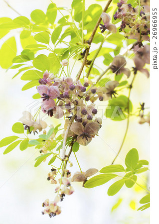 アケビ アケビ 26966955