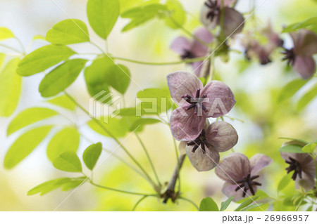 アケビ アケビ 26966957