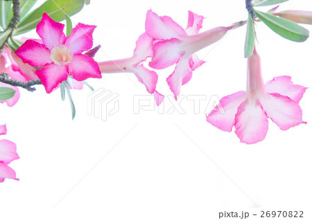 Flowers, Desert Rose flowers on backgr 26970822