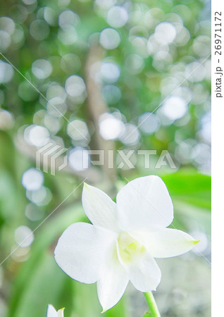 white orchid in the garden background white orchid in the garden background 26971172