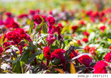 Cockscomb flower (Celosia Cristata) Cockscomb flower (Celosia Cristata) 26971251