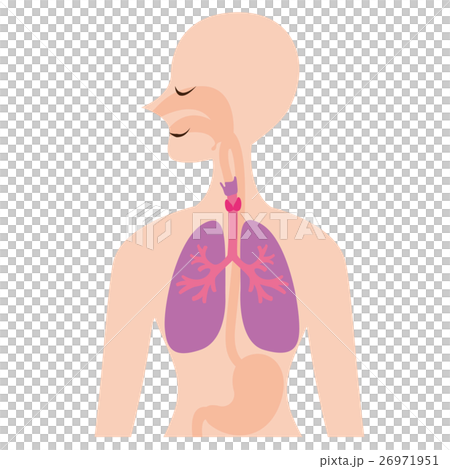 肺のイラスト 26971951