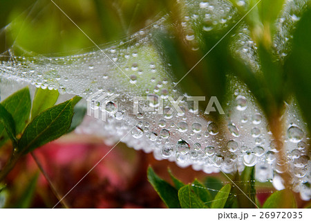 蜘蛛の巣 蜘蛛の巣 26972035