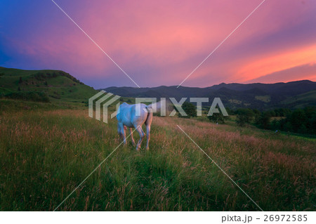 Horse in the Carpathian Mountains 26972585