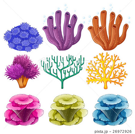 Different Types Of Coral Reefのイラスト素材