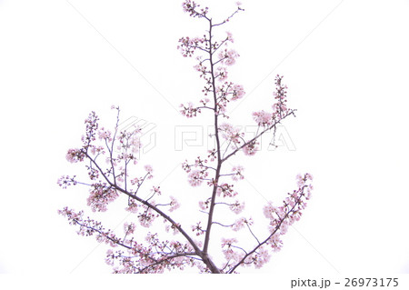 桜 シンプル 桜 シンプル 26973175