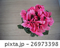 シクラメン 26973398