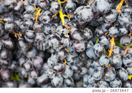 Black grapes fruit  26973647