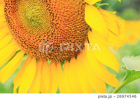 sunflower sunflower 26974546