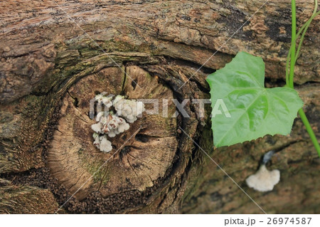 gourd leaves 26974587