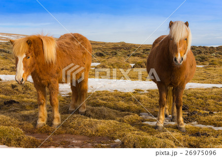 Icelandic horse skyline Icelandic horse skyline 26975096