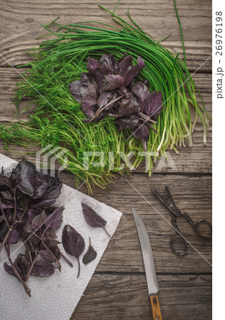 Garden fresh herbs basil, dill on the wooden table Garden fresh herbs basil, dill on the wooden table 26976198